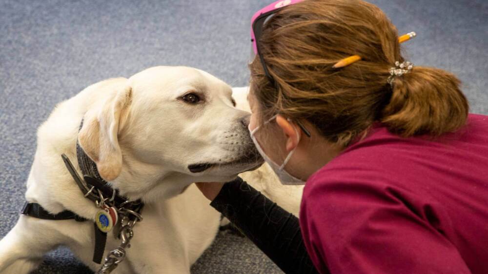 Geisinger Paws to Reflect therapy dog 1.jpg