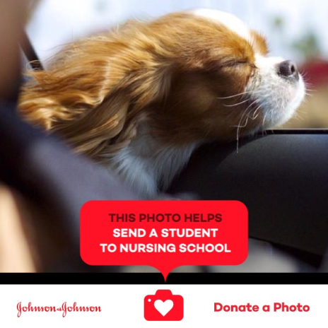 Donate a Photo promo image with dog with its head out the window
